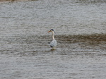 FZ012522 Grey Heron (Ardea cinerea).jpg